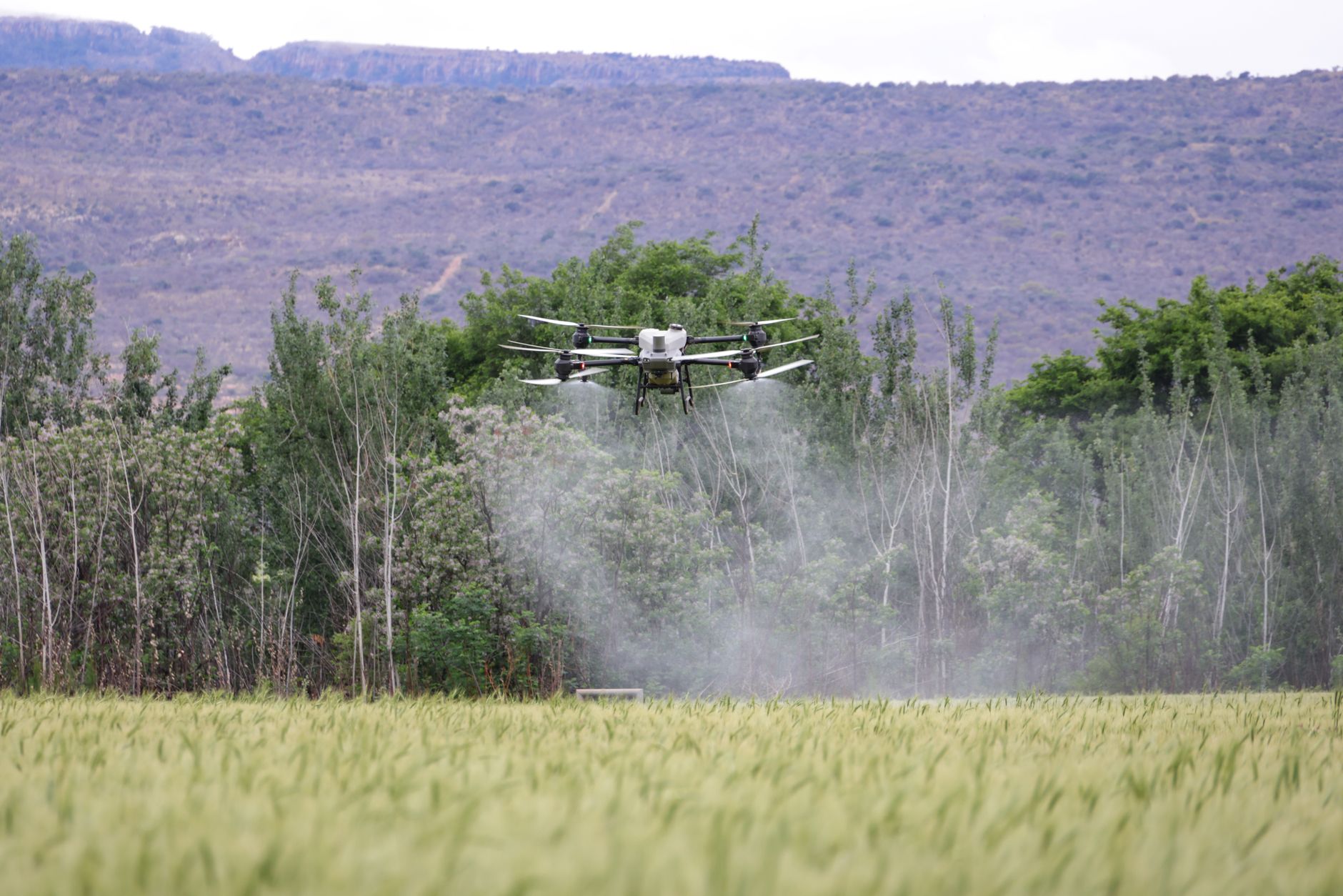 DJI Agras T50 crop spraying drone over a green field